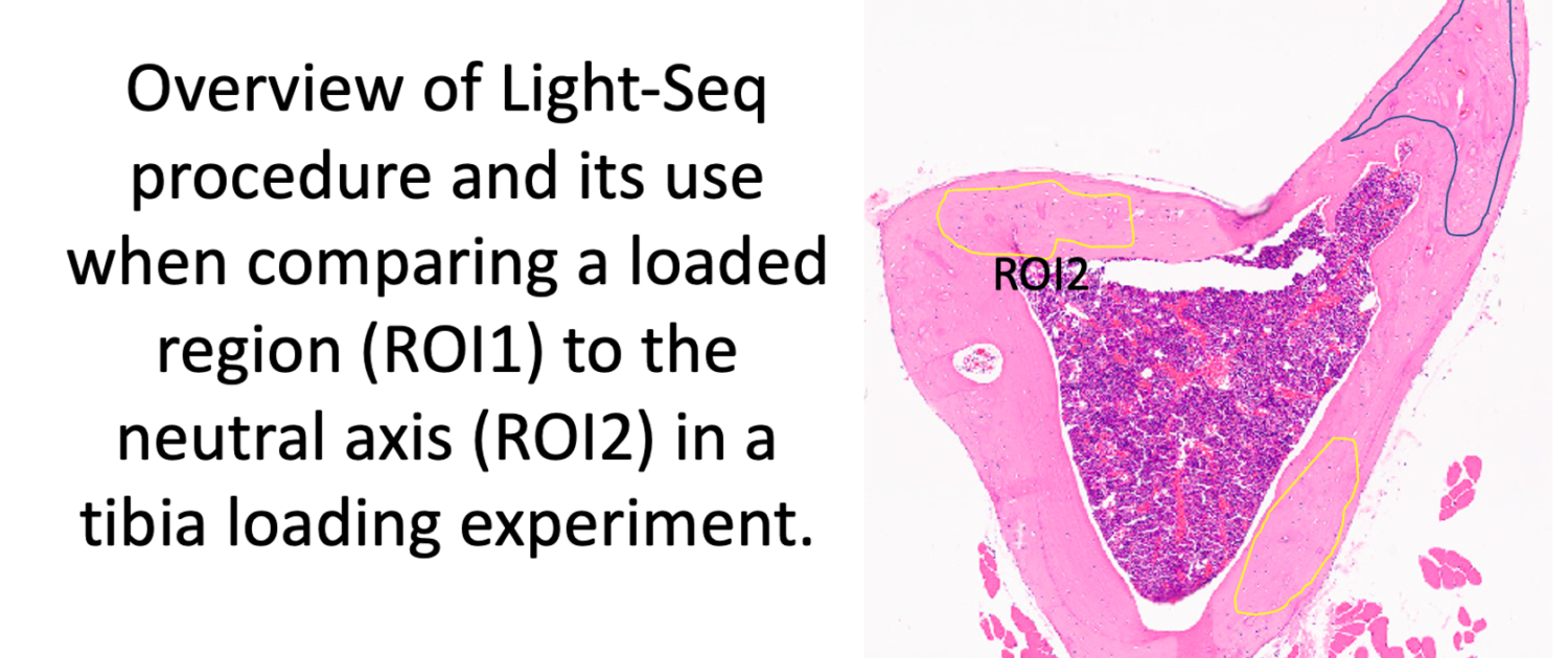 Center For Skeletal Research Rna Sequencing And Spatial